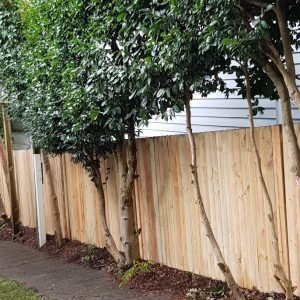 TIMBER PALING FENCE 3